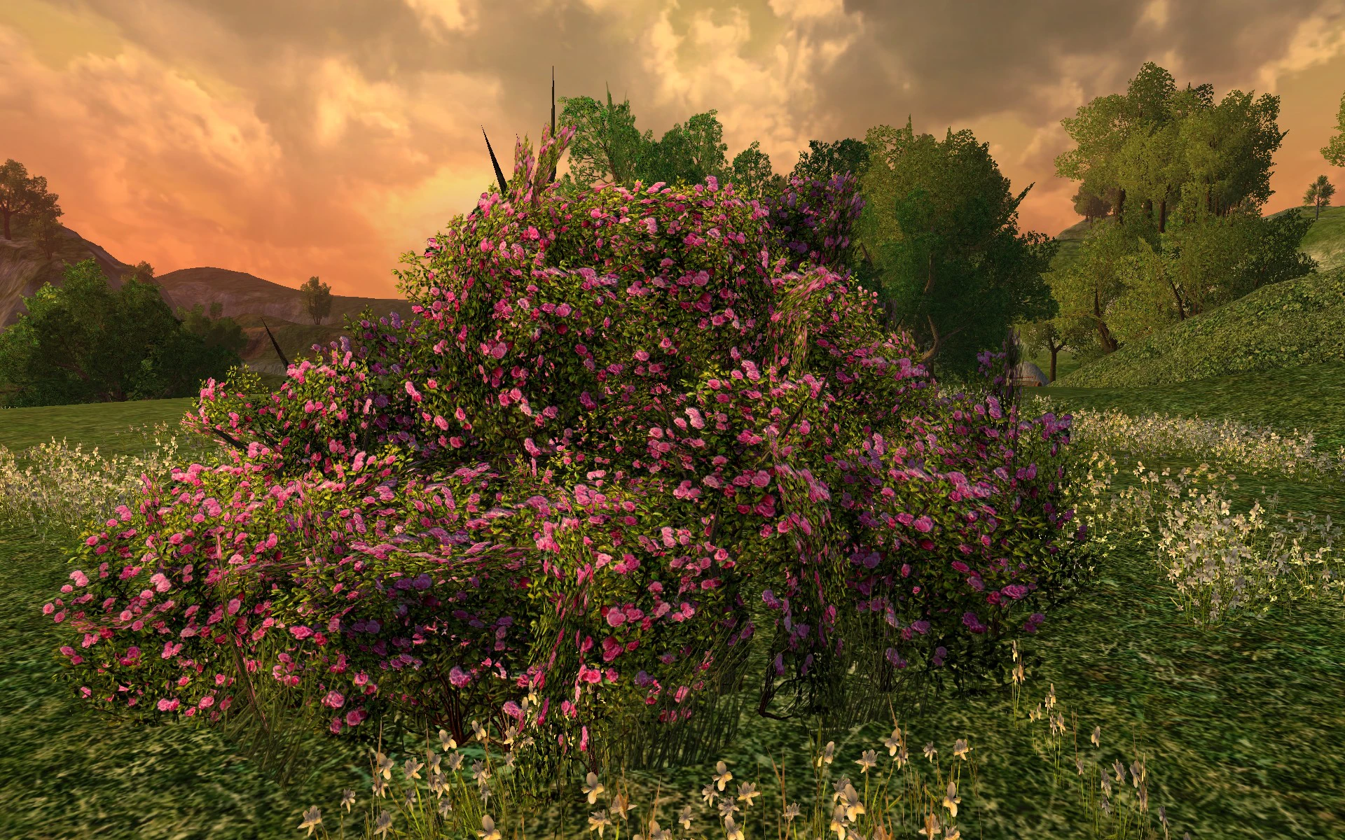 Grand Buisson de Roses Roses d’Imloth Melui