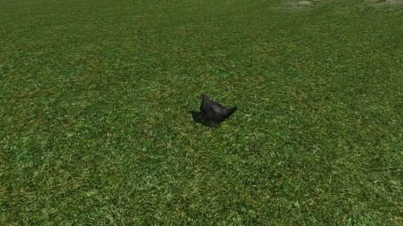 Poulet de pelouse à pattes noires