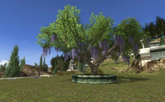 Glycine saine en pot