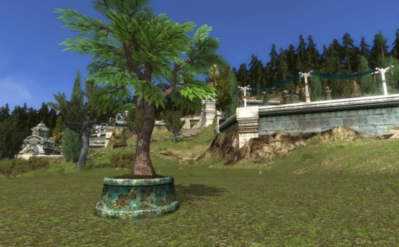 Petit Jacaranda en pot