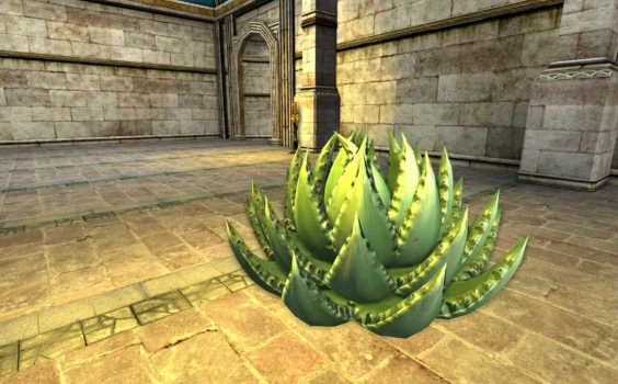 Grand Aloe à queue de renard