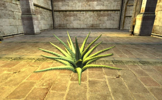 Petit Aloe du cap
