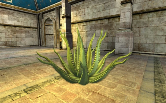Aloe moyen du cap