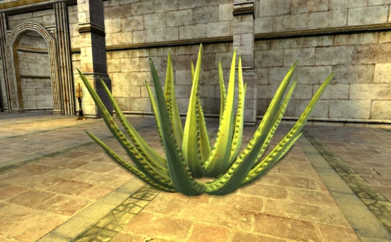 Grand Aloe du cap