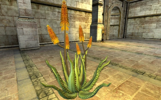 Petit Aloe du cap en fleurs