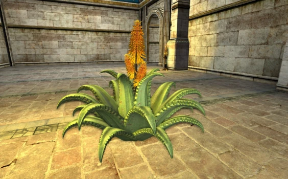 Aloe moyen du cap en fleurs