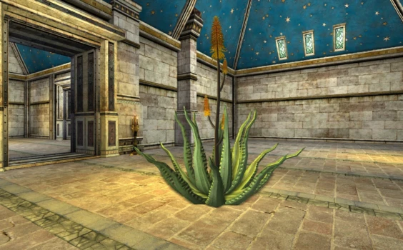 Grand Aloe du cap en fleurs