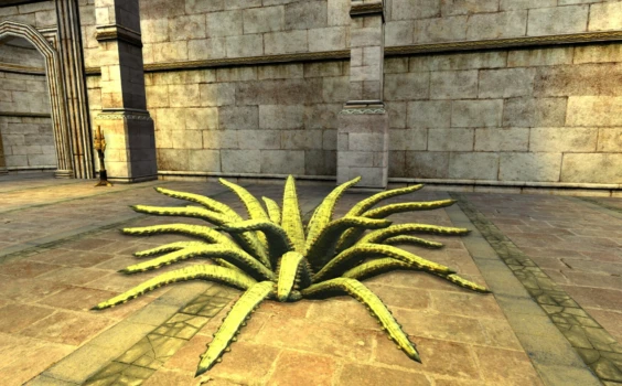 Petit Aloe rayé