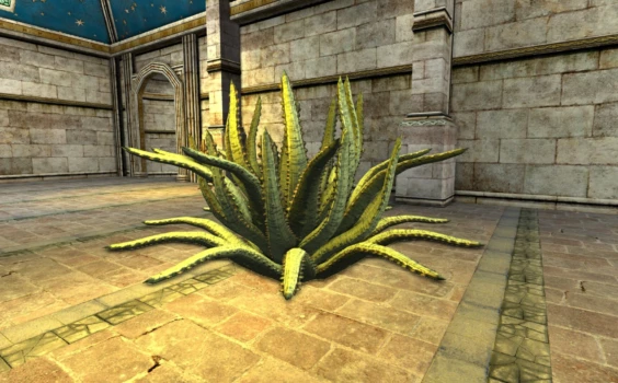 Aloe moyen rayé