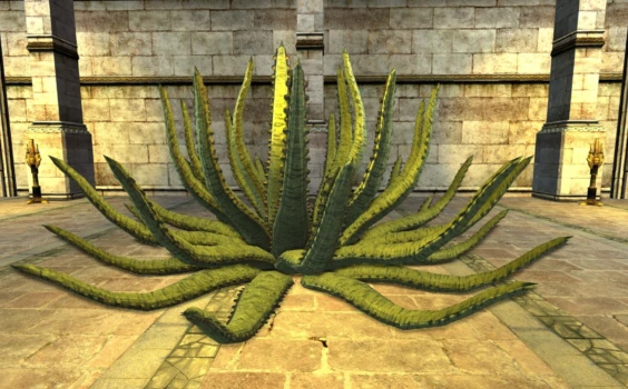 Grand Aloe rayé