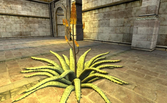 Petit Aloe rayé en fleurs