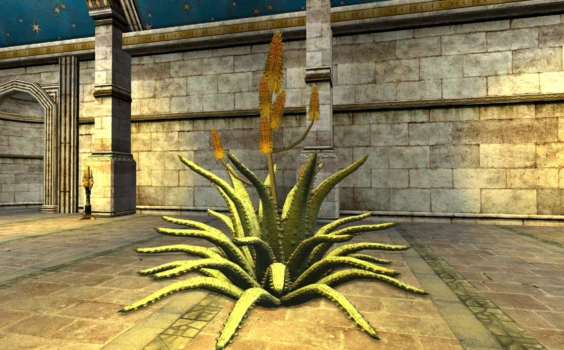Aloe moyen rayé en fleurs