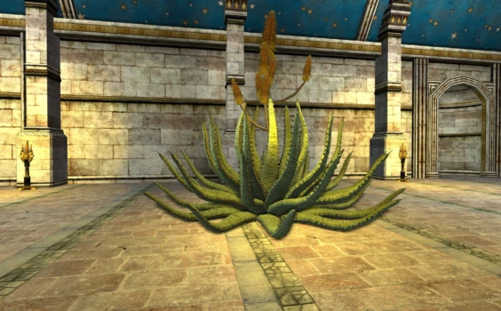 Grand Aloe rayé en fleurs