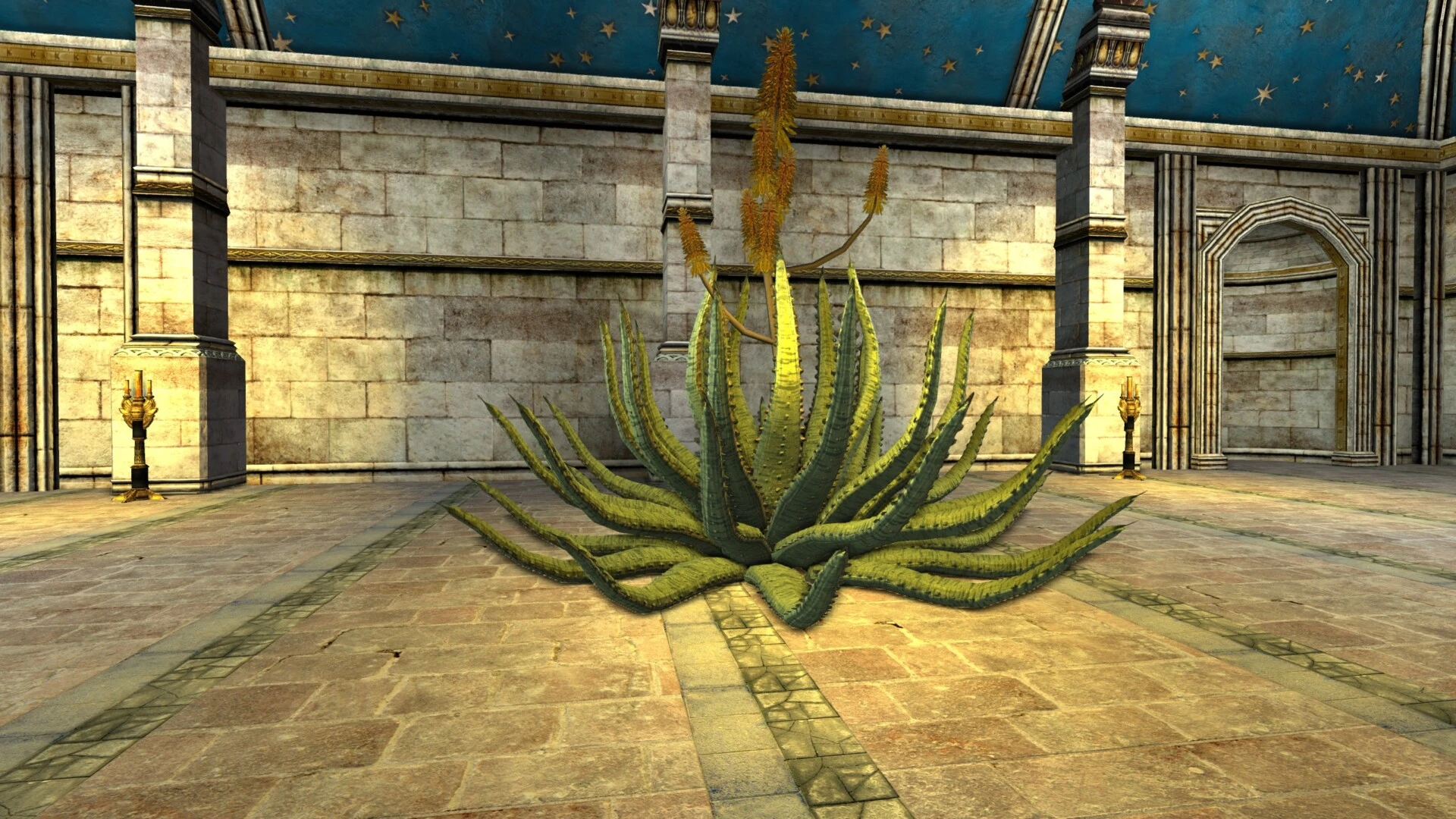 Grand Aloe rayé en fleurs