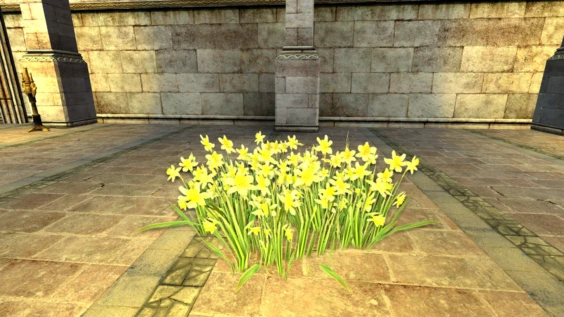 Amas de jonquilles
