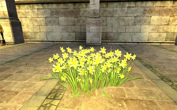 Amas de jonquilles
