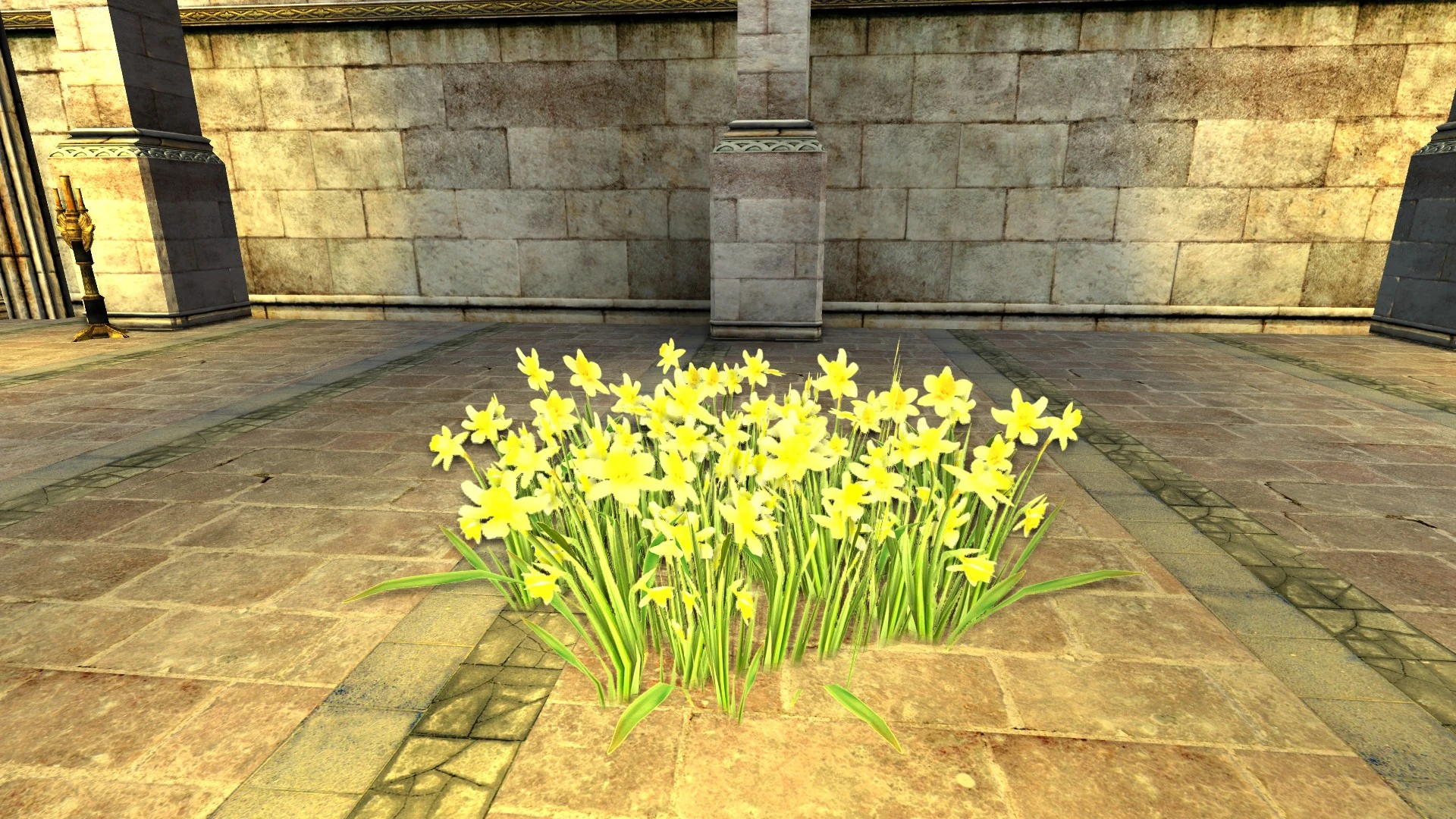 Amas de jonquilles